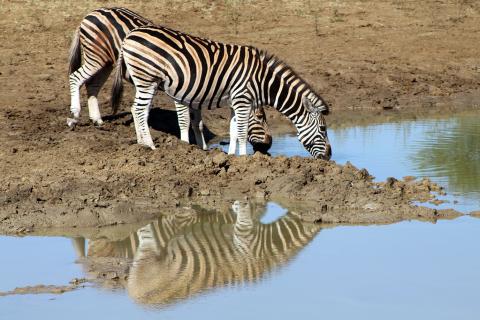 Two zebras drinking water at the swamp. The Thai for "two zebras drinking water at the swamp" is "ม้าลายสองตัวดื่มน้ำที่บึง". Two zebras drinking water at the swamp. The Thai for "two zebras drinking water at the swamp" is "ม้าลายสองตัวดื่มน้ำที่บึง".