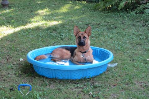 A dog soaking in a light blue tub. The Thai for "a dog soaking in a light blue tub" is "สุนัขแช่ในอ่างสีฟ้า".