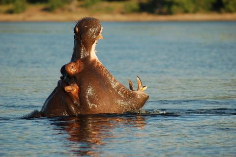A hippopotamus opens its mouth. The Thai for "a hippopotamus opens its mouth" is "ฮิปโปอ้าปาก".