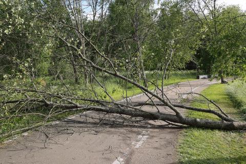 A fallen tree blocking the road. The Thai for "a fallen tree blocking the road" is "ต้นไม้ล้มขวางถนน".