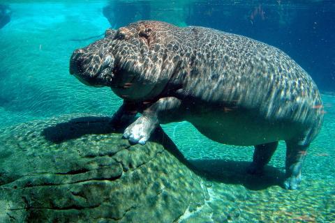 A hippopotamus under water. The Thai for "a hippopotamus under water" is "ฮิปโปใต้น้ำ".
