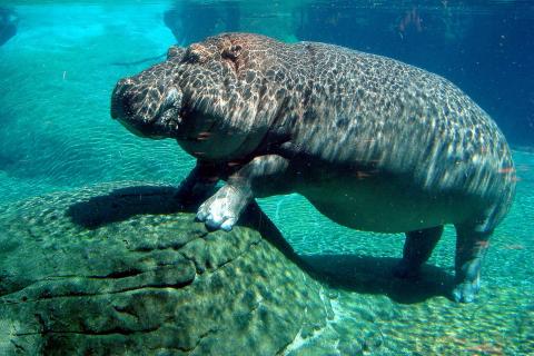 A hippopotamus under water. The Thai for "a hippopotamus under water" is "ฮิปโปใต้น้ำ". A hippopotamus under water. The Thai for "a hippopotamus under water" is "ฮิปโปใต้น้ำ".