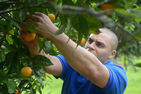A man picking oranges. The Thai for "a man picking oranges" is "ผู้ชายกำลังเก็บส้ม".
