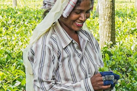 A woman picking tea leaves. The Thai for "a woman picking tea leaves" is "ผู้หญิงกำลังเก็บใบชา".