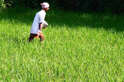 A farmer spreading fertilizer on a rice field. The Thai for "a farmer spreading fertilizer on a rice field" is "ชาวนาหว่านปุ๋ยในนา".