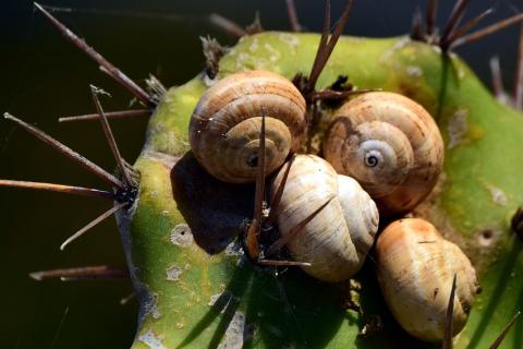 Four snails on a cactus. The Thai for "four snails on a cactus" is "หอยทากสี่ตัวบนต้นกระบองเพชร".