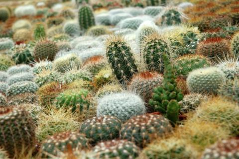 Cactus. The Thai for "cactus" is "ต้นกระบองเพชร".