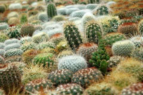 Cactus. The Thai for "cactus" is "กระบองเพชร".