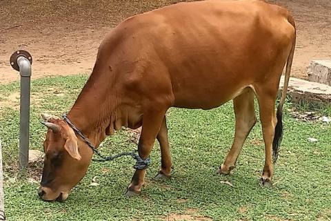A brown cow eating grass. The Thai for "a brown cow eating grass" is "วัวสีน้ำตาลกำลังกินหญ้า".