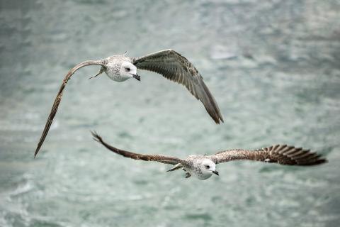 Two seagulls flying over the water surface. The Thai for "two seagulls flying over the water surface" is "นกนางนวลสองตัวบินเหนือผิวน้ำ".