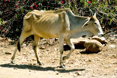 A thin cow. The Thai for "a thin cow" is "วัวผอม".