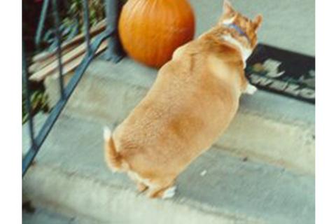 A fat dog going up the stairs. The Thai for "a fat dog going up the stairs" is "สุนัขอ้วนกำลังขึ้นบันได".