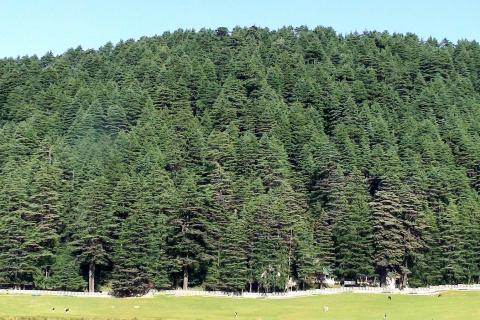 Pine forest. The Thai for "pine forest" is "ป่าสน".