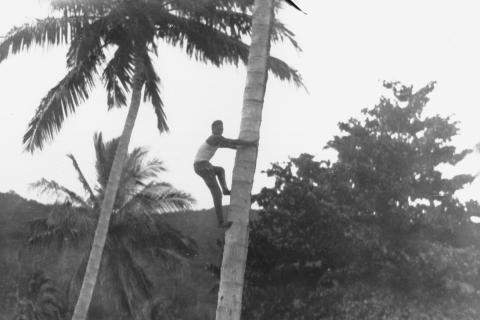 A man climbing a coconut tree. The Thai for "a man climbing a coconut tree" is "ผู้ชายปีนต้นมะพร้าว".