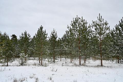 Pine tree. The Thai for "pine tree" is "ต้นสน".