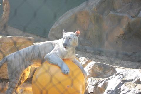 A white tiger plays with a big yellow ball.. The Thai for "A white tiger plays with a big yellow ball." is "เสือขาวเล่นลูกบอลใหญ่สีเหลือง". A white tiger plays with a big yellow ball.. The Thai for "A white tiger plays with a big yellow ball." is "เสือขาวเล่นลูกบอลใหญ่สีเหลือง".