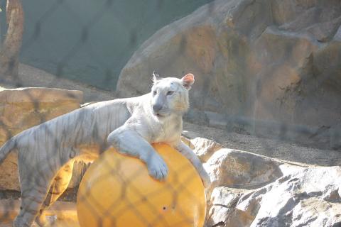 A white tiger plays with a big yellow ball.. The Thai for "A white tiger plays with a big yellow ball." is "เสือขาวเล่นลูกบอลใหญ่สีเหลือง".