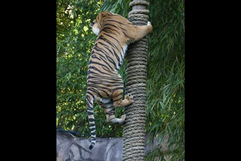 A tiger climbing a pole. The Thai for "a tiger climbing a pole" is "เสือปีนเสา". A tiger climbing a pole. The Thai for "a tiger climbing a pole" is "เสือปีนเสา".