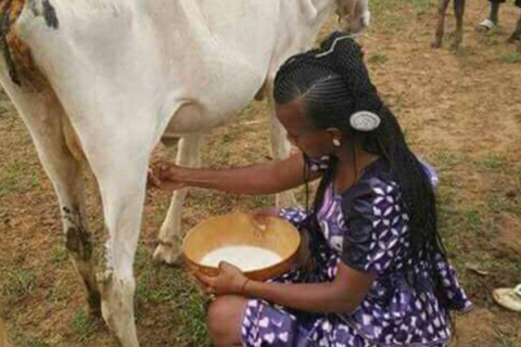 A lady milking a cow. The Thai for "a lady milking a cow" is "ผู้หญิงรีดนมวัว".