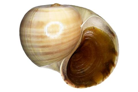 Apple snail. The Thai for "apple snail" is "โข่ง". Apple snail. The Thai for "apple snail" is "โข่ง".