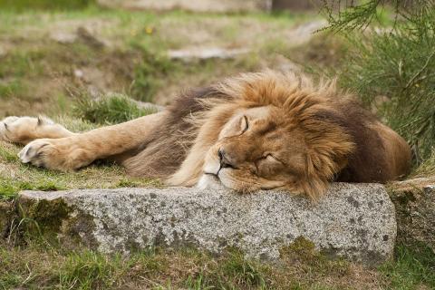 A lion sleeping. The Thai for "a lion sleeping" is "สิงโตตัวผู้นอนหลับ".