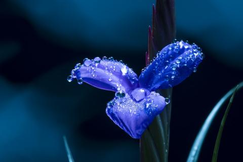 Dew on a blue flower. The Thai for "dew on a blue flower" is "น้ำค้างบนดอกไม้สีน้ำเงิน".