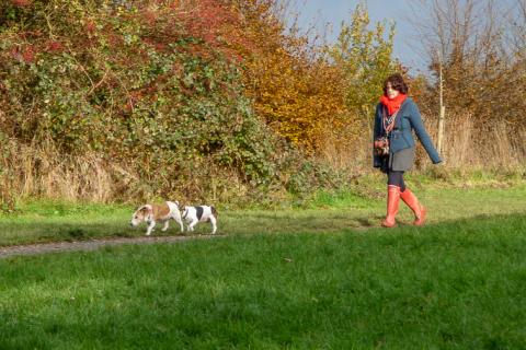 She and her dogs took a walk in the park.. The Thai for "She and her dogs took a walk in the park." is "เธอและสุนัขของเธอเดินเล่นที่สวนสาธารณะ".