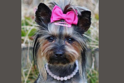 A dog with a pink bow. The Thai for "a dog with a pink bow" is "สุนัขกับโบว์สีชมพู".