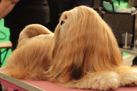 I like long-haired dogs.. The Thai for "I like long-haired dogs." is "ฉันชอบสุนัขขนยาว".