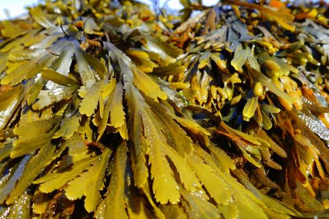Seaweed. The Thai for "seaweed" is "สาหร่าย". Seaweed. The Thai for "seaweed" is "สาหร่าย".