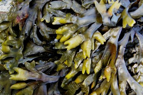 Seaweed. The Thai for "seaweed" is "สาหร่ายทะเล".