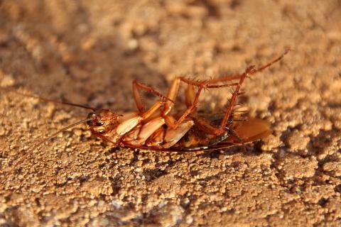 Cockroach. The Thai for "cockroach" is "แมลงสาบ".