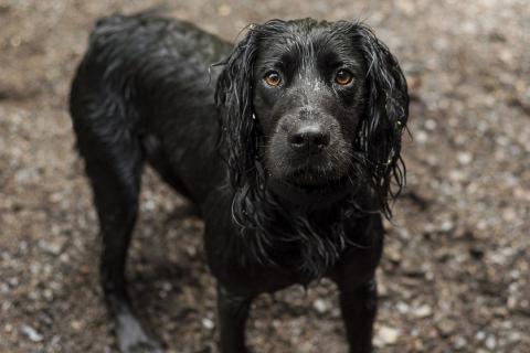 A wet black dog. The Thai for "a wet black dog" is "สุนัขสีดำตัวเปียก".