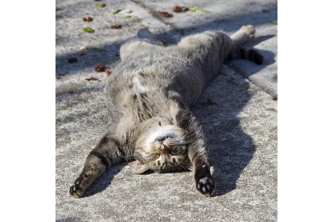 A cat lying on her back. The Thai for "a cat lying on her back" is "แมวนอนหงาย".