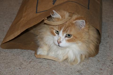 A cat in a paper bag. The Thai for "a cat in a paper bag" is "แมวในถุงกระดาษ".