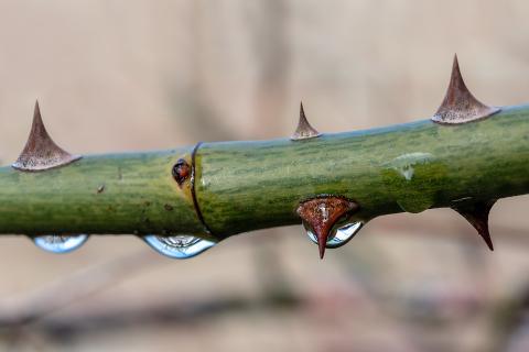 Thorn. The Thai for "thorn" is "หนาม".