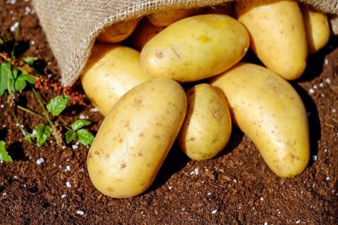 Potato. The Ukrainian for "potato" is "картопля".