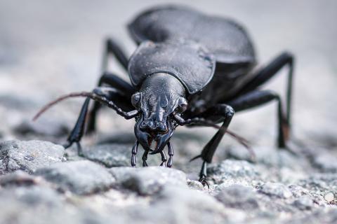 Beetle. The Ukrainian for "beetle" is "жук".