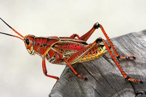 Insects. The Ukrainian for "insects" is "комахи".