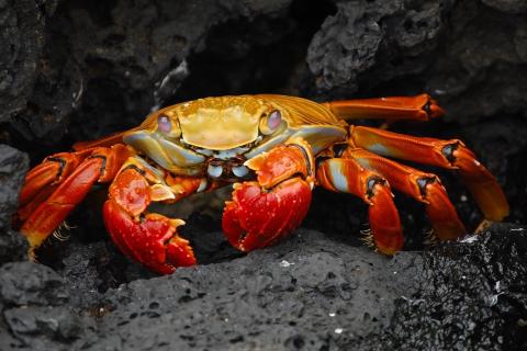 Crab. The Ukrainian for "crab" is "краб".