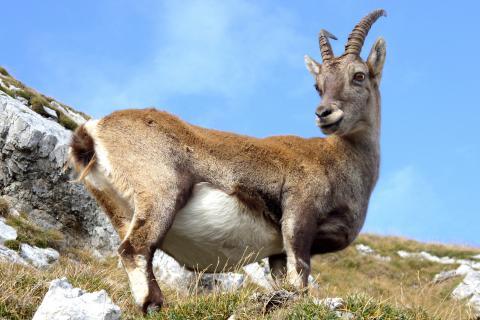 Goat. The Ukrainian for "goat" is "коза".